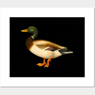 Mallard Duck Duck I Love Waterfowl Posters and Art